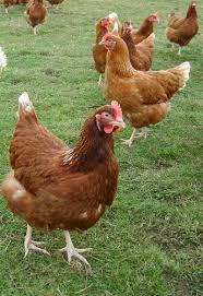 Chickens for sale Castlleton, Buxton , Derbyshire. Rowter poultry